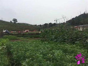 紫塞明珠，硒望田野 梧桐山庄农家院乡村游全攻略